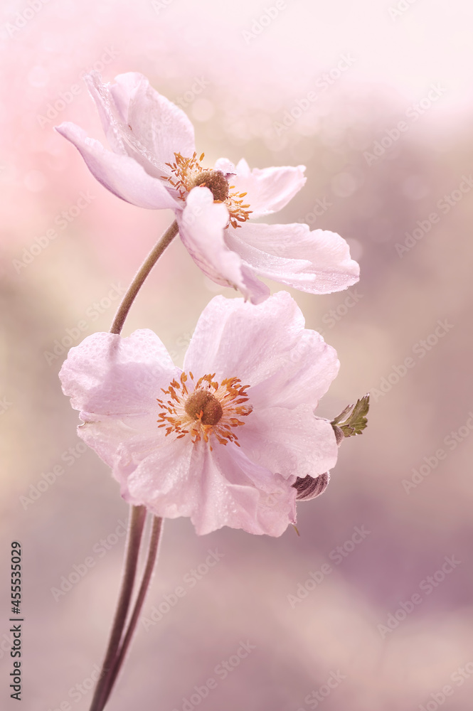 Zawilec japoński . Anemone Zawilec japoński . Anemone