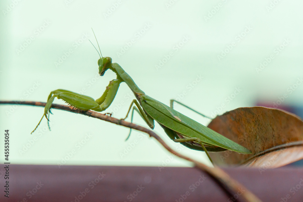 Close-up and bokeh of green praying mantis with sharp hands and elegant view on leaves in a garden Close-up and bokeh of green praying mantis with sharp hands and elegant view on leaves in a garden