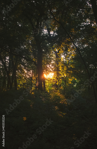 Autumn forest landscape, trees in the sunlight. © Vladimir Kazimirov