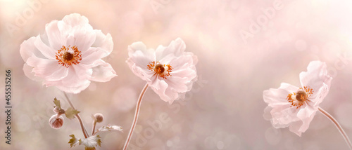 Foto Kwiaty