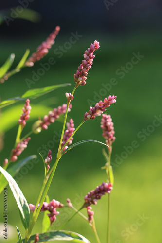 The pretty pink flowers of the invasive weed Persicaria maculosa syn. Polygonum persicaria. Also known as Red shank or Lady's thumb, outdoors in a natural setting.