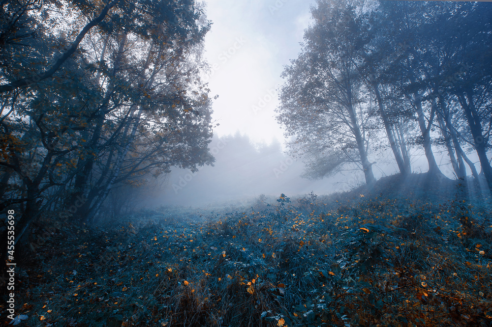 Jesienny mglisty krajobraz - obrazy, fototapety, plakaty 