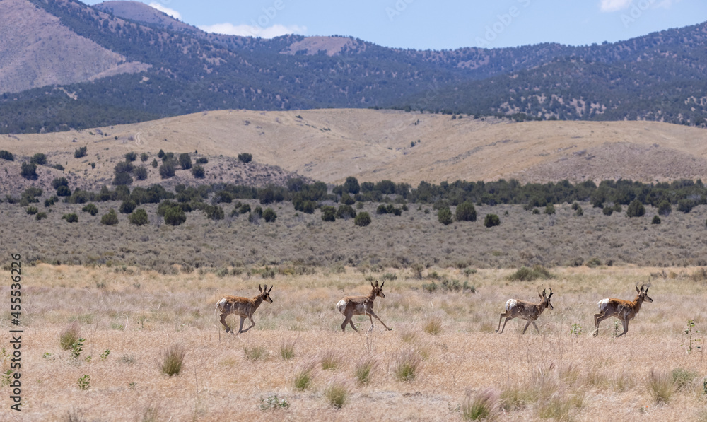 Fototapeta premium Herd of Pronghron Antelope Bucks in Utah