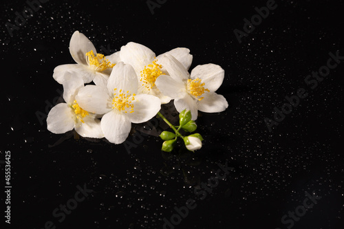 White beautiful jasmine flowers on black background