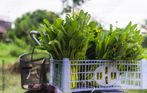 bunches of Mock Pak Choi in plastic box on bicycle carrier