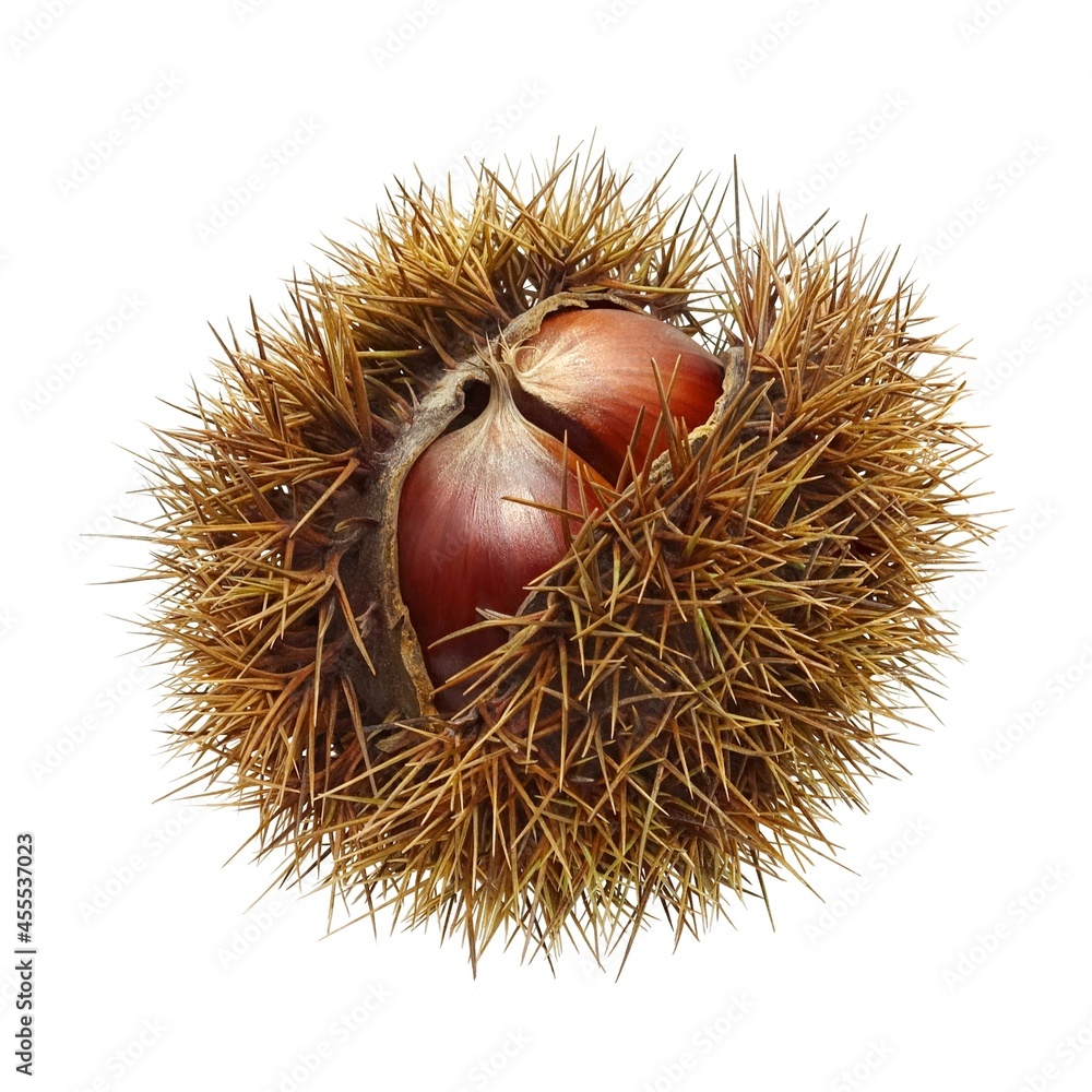 毬栗 栗 いがぐり イラスト リアル