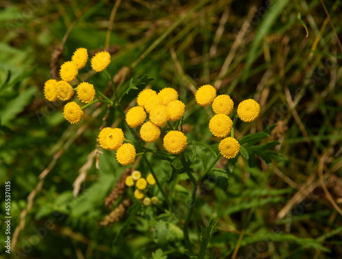 SMALL YELLOW FLOWERS OF Tanaceum vulgare HERB