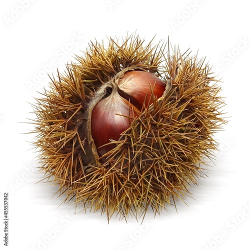 Wallpaper Mural 毬栗 栗 いがぐり イラスト リアル 影あり Torontodigital.ca