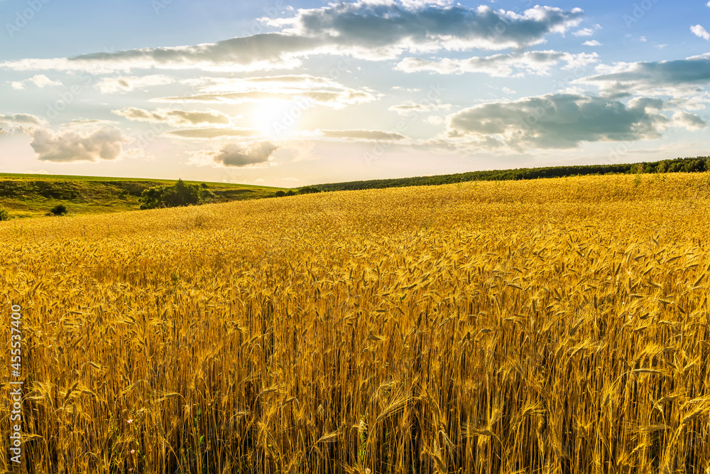 Scenic view at beautiful summer day in a wheaten shiny field with golden wheat and sun rays, deep blue cloudy sky and road, rows leading far away, valley landscape
