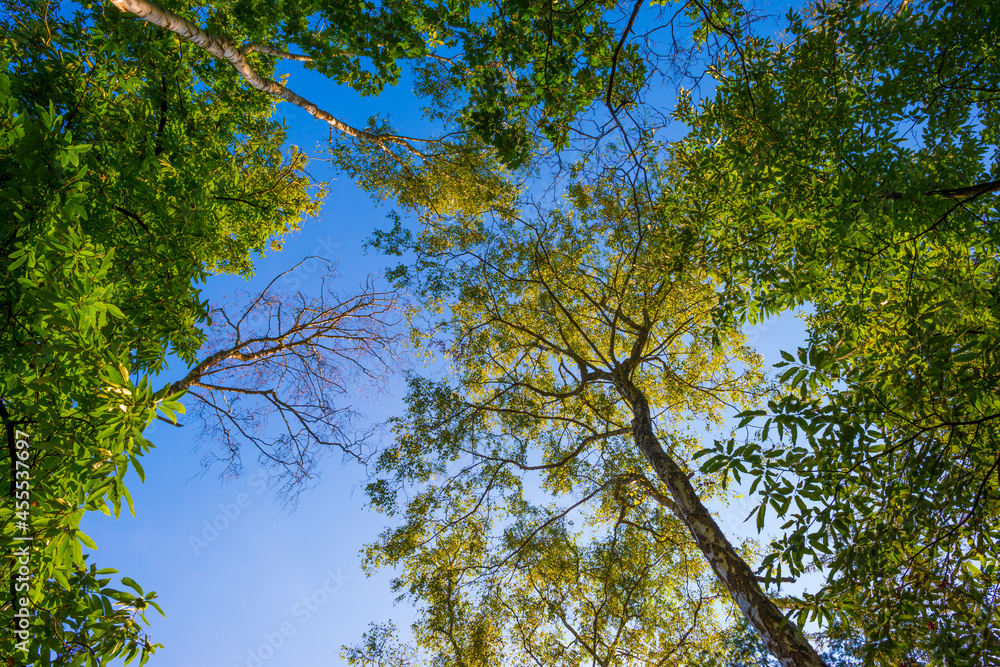 Fototapeta premium Path in a sunlit green forest in bright sunlight in summer, Baarn, Lage Vuursche, Utrecht, The Netherlands, September 5, 2021