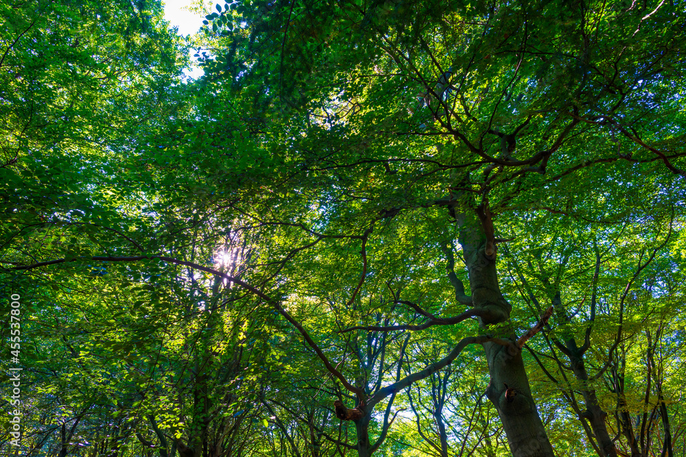 Obraz premium Path in a sunlit green forest in bright sunlight in summer, Baarn, Lage Vuursche, Utrecht, The Netherlands, September 5, 2021