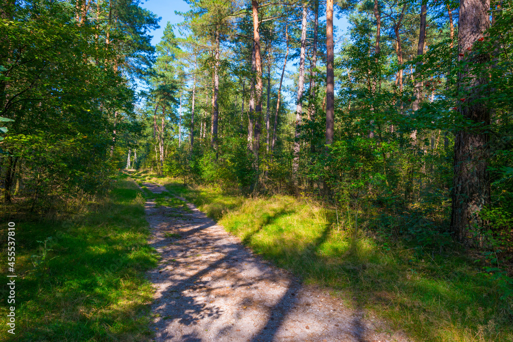 Path in a sunlit green forest in bright sunlight in summer, Baarn, Lage Vuursche, Utrecht, The Netherlands, September 5, 2021 Path in a sunlit green forest in bright sunlight in summer, Baarn, Lage Vuursche, Utrecht, The Netherlands, September 5, 2021