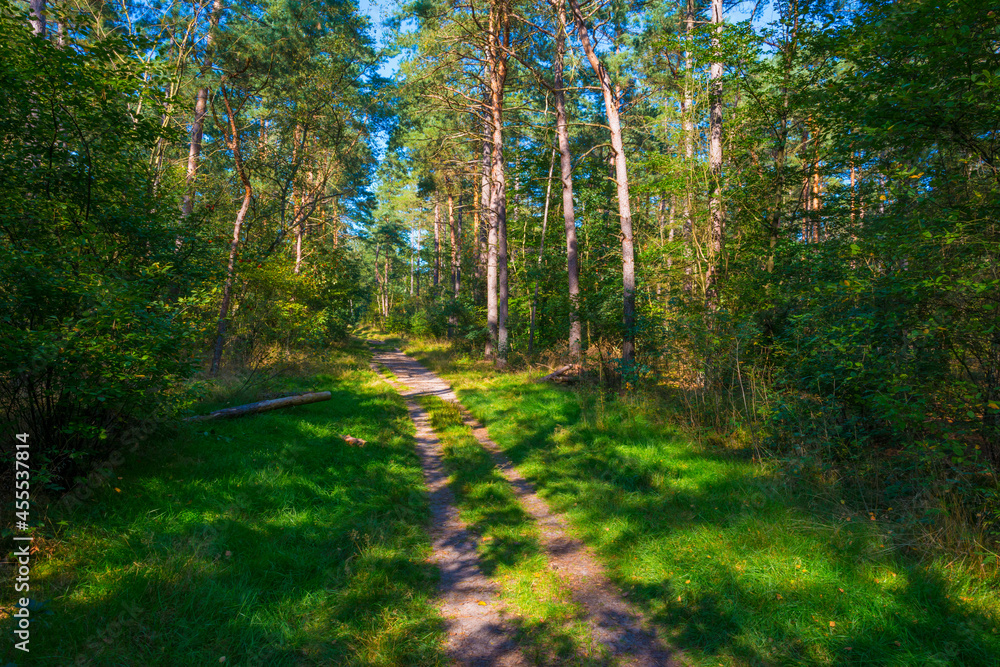 Path in a sunlit green forest in bright sunlight in summer, Baarn, Lage Vuursche, Utrecht, The Netherlands, September 5, 2021 Path in a sunlit green forest in bright sunlight in summer, Baarn, Lage Vuursche, Utrecht, The Netherlands, September 5, 2021