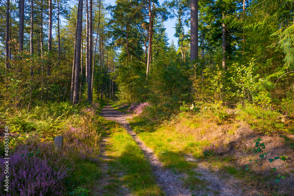 Fototapeta premium Path in a sunlit green forest in bright sunlight in summer, Baarn, Lage Vuursche, Utrecht, The Netherlands, September 5, 2021