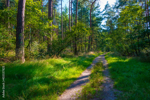Path in a sunlit green forest in bright sunlight in summer, Baarn, Lage Vuursche, Utrecht, The Netherlands, September 5, 2021 © Naj