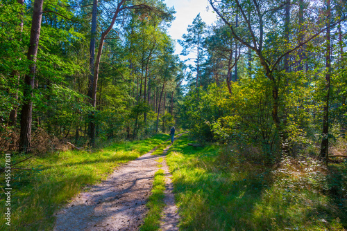 Path in a sunlit green forest in bright sunlight in summer, Baarn, Lage Vuursche, Utrecht, The Netherlands, September 5, 2021