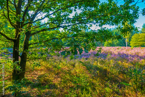 Flowering heather and trees in a forest in bright sunlight in summer  Baarn  Lage Vuursche  Utrecht  The Netherlands  September 5  2021