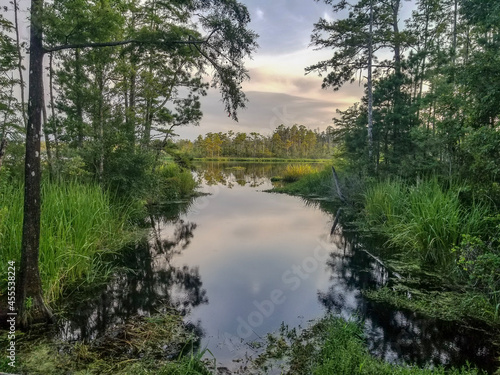 lake in the forest