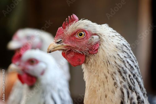 Valokuvatapetti Chickens on a farm, poultry concept. White hen in a coop