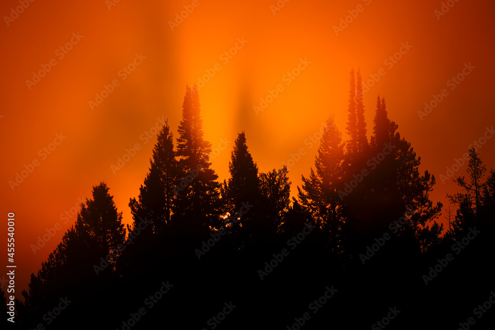 Sunlight Golden Orange in Morning Mist Fog in Pine Tree Forest Wilderness