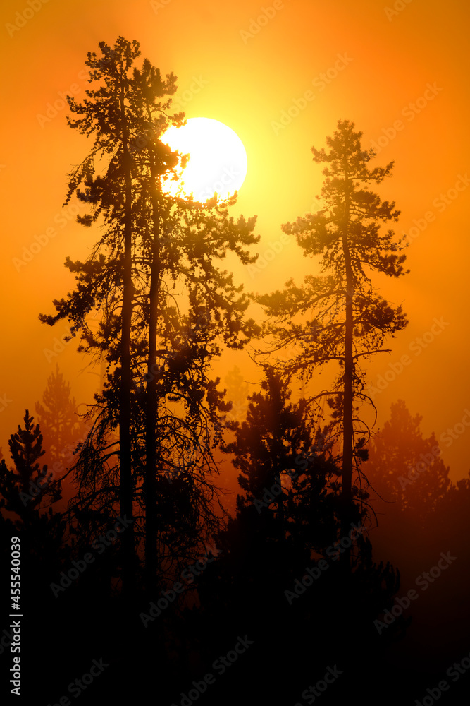 Obraz premium Sunlight Golden Orange in Morning Mist Fog in Pine Tree Forest Wilderness