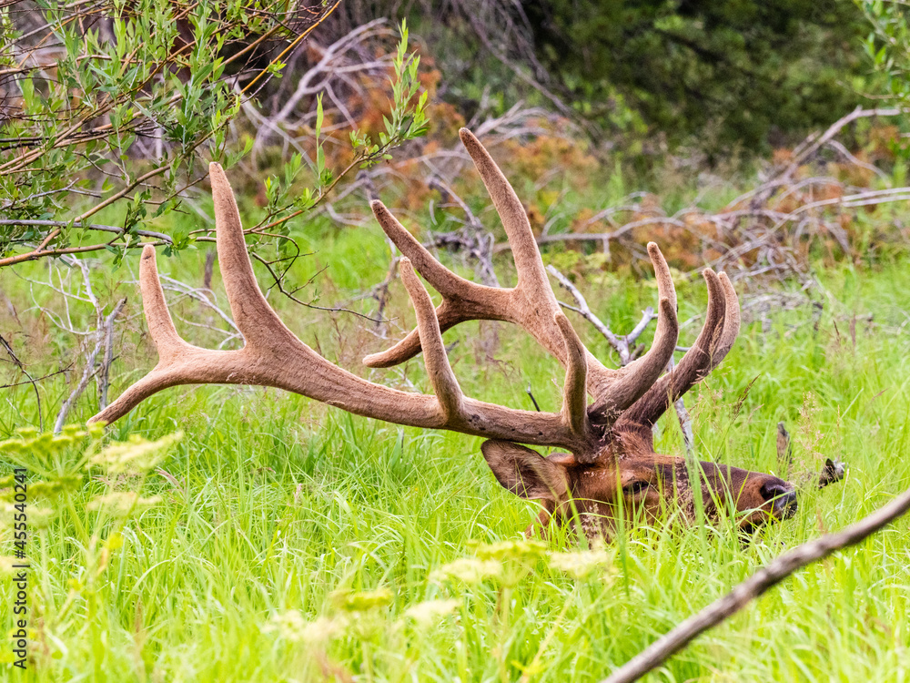 Massive bull elk bedded down in the grass in the Rocky Mountains of Colorado. Massive bull elk bedded down in the grass in the Rocky Mountains of Colorado.