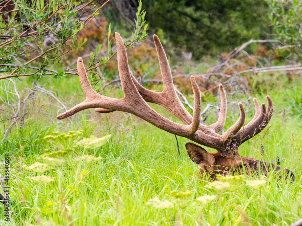 Massive bull elk bedded down in the grass in the Rocky Mountains of Colorado. Massive bull elk bedded down in the grass in the Rocky Mountains of Colorado.