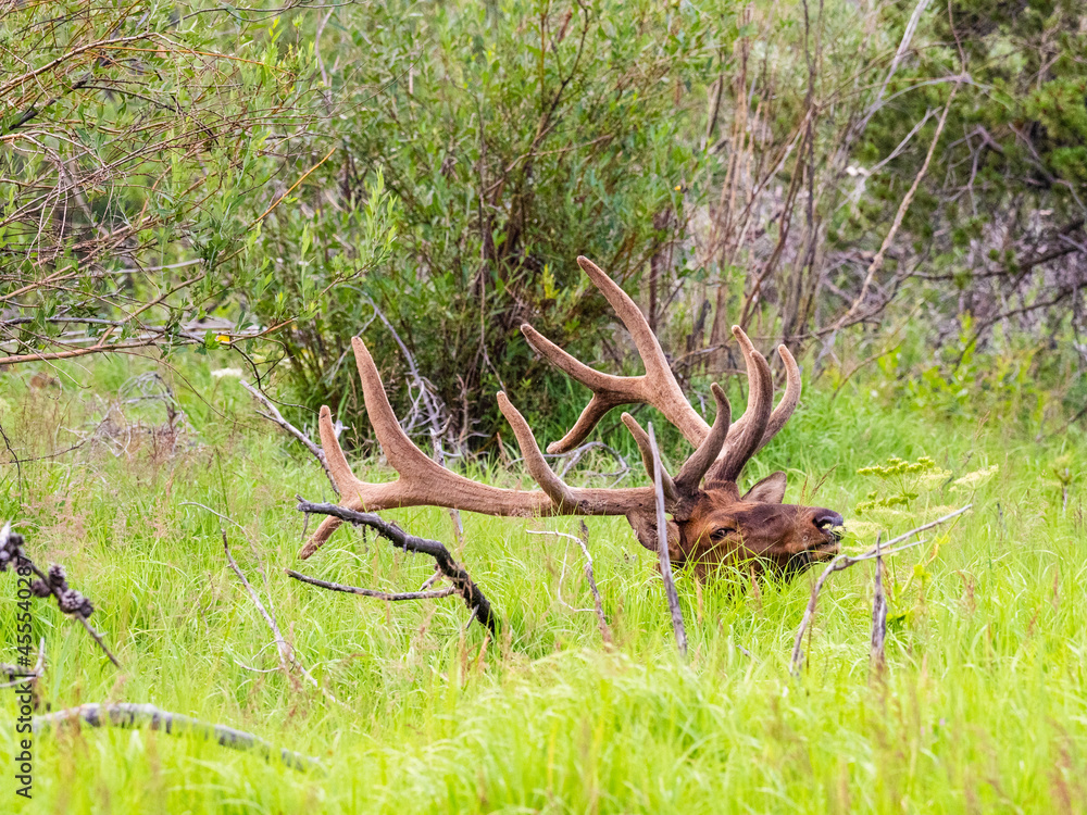 Massive bull elk bedded down in the grass in the Rocky Mountains of Colorado. Massive bull elk bedded down in the grass in the Rocky Mountains of Colorado.
