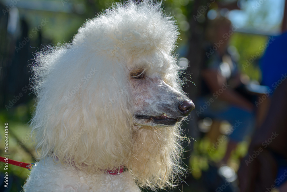 view of little cute poodle dog , close view 