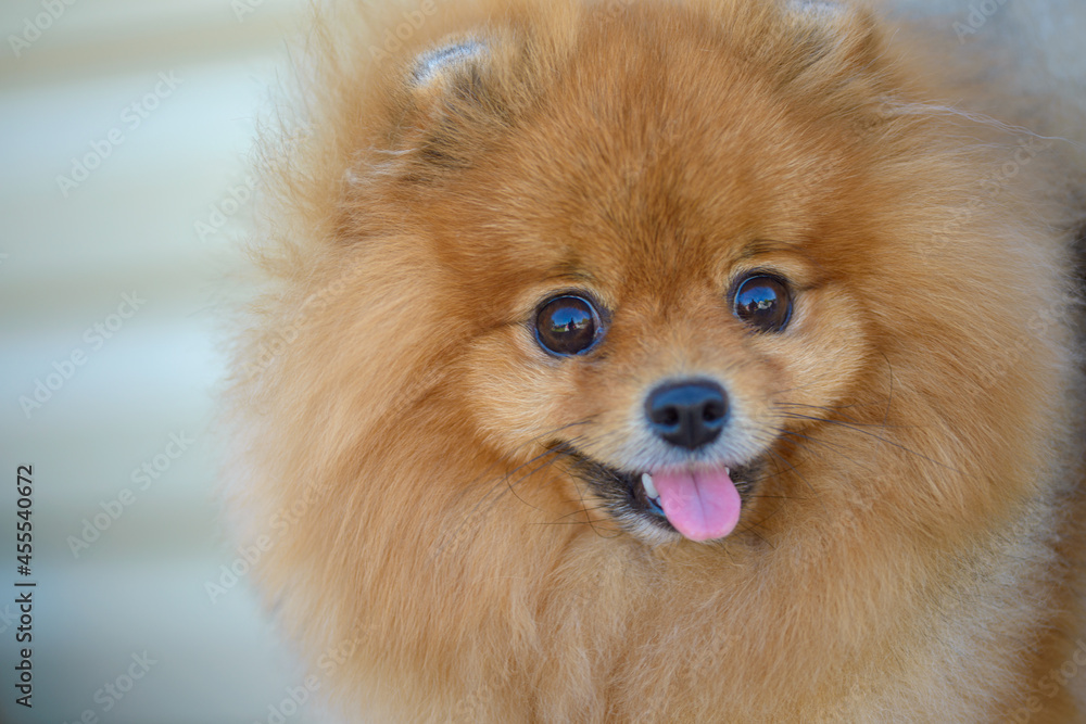 view of little cute pomeranian dog , close view view of little cute pomeranian dog , close view
