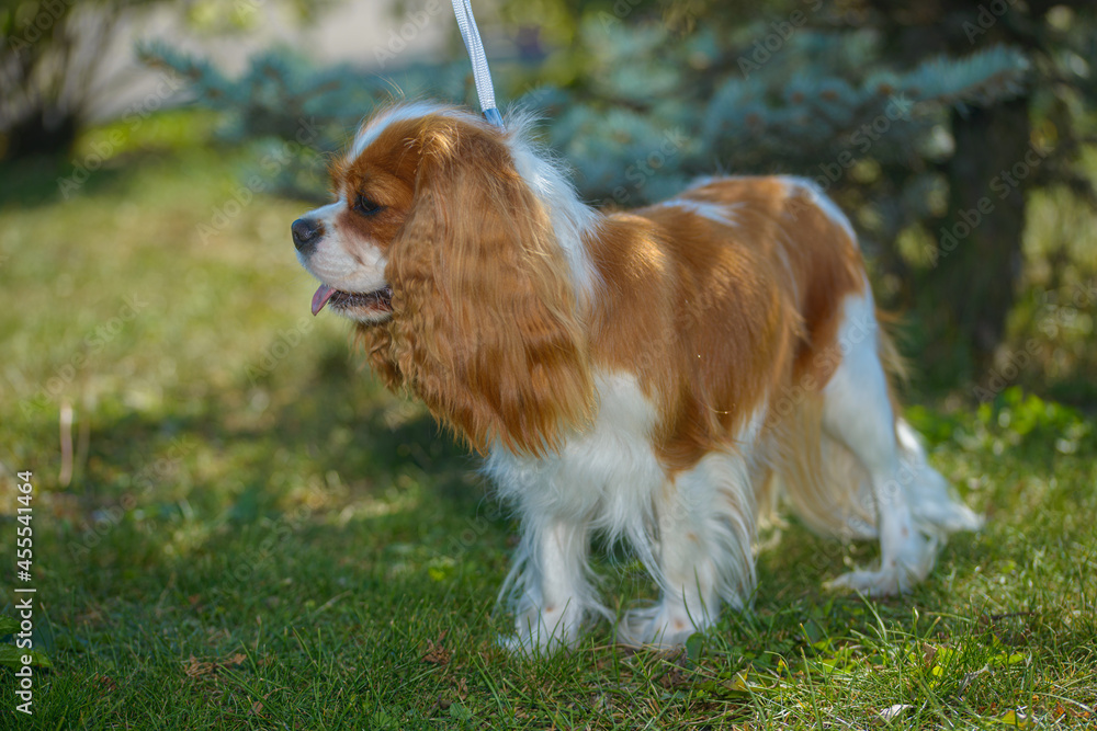 Little cute dog king charles spaniel for a walk, close up