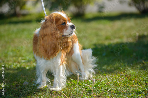 Little cute dog king charles spaniel for a walk, close up