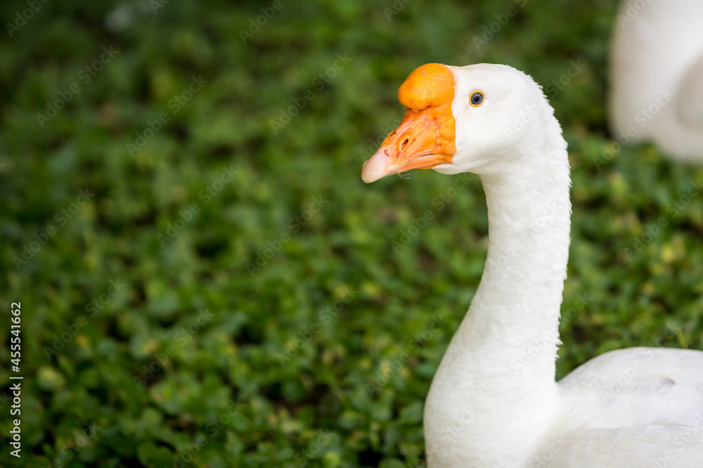 Elegant white goose on the green grass field with gold sun light. natural image. nature photo Elegant white goose on the green grass field with gold sun light. natural image. nature photo