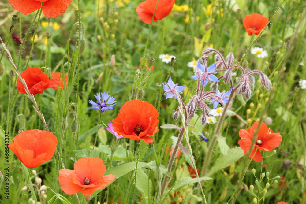 Fototapeta premium Coqueloicots dans une jachère fleurie