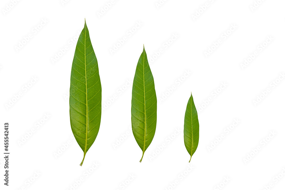Green mango leaf isolated on white background.There are insect eggs attached to the mango leaves.