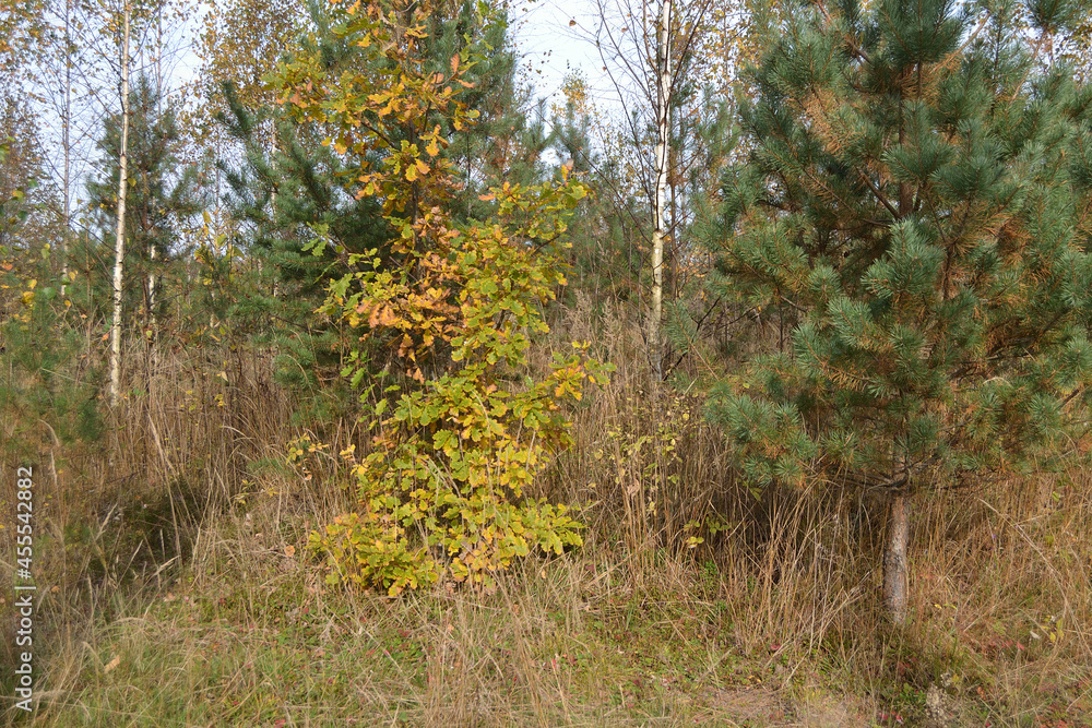 forest landscape in the fall forest landscape in the fall