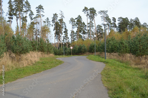 Pine grove in a country park with a winding asphalt road that goes deep into the forest, tall century-old trees and young pines.