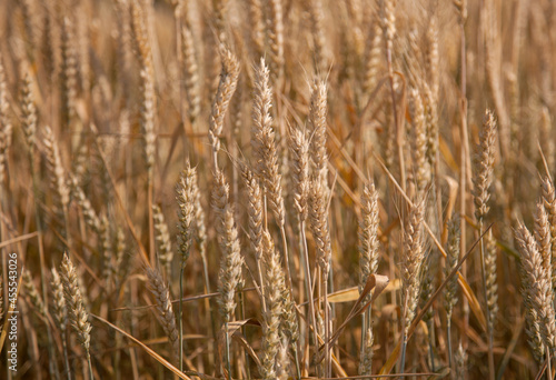 yellow ears of wheat in the field