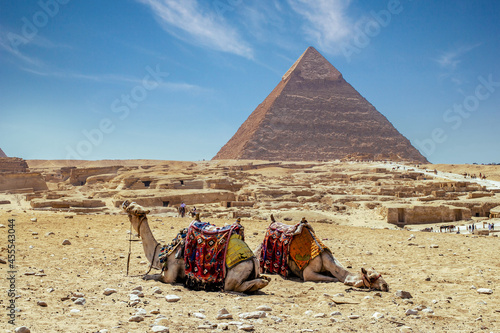 Camels resting in front of the pyramid
