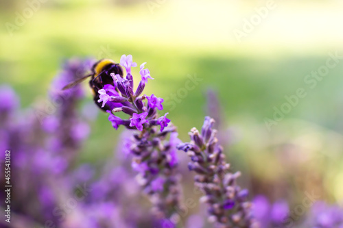 lilac lavender sprig of lavender in the garden closeup flowering lavender