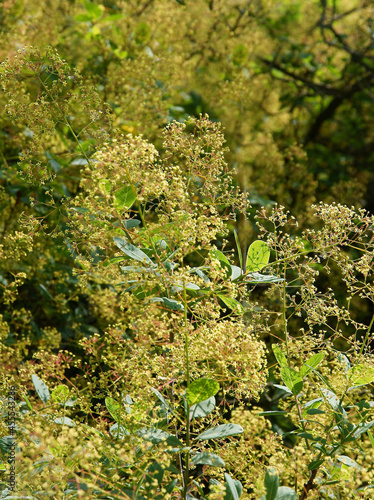 ornamental tree  Cotinus coggygria-Anacardiaceae family in park scenic photo