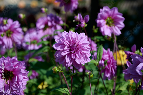 closeup of a pink dalia in the garden