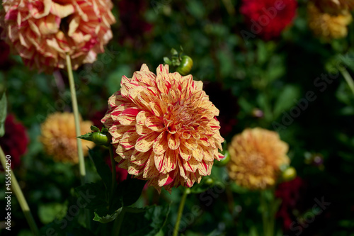 yellow dahlia with red spots sparkles in the sun of a beautiful garden with green background