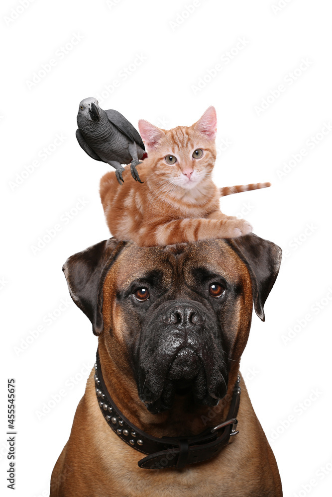 Obraz premium Animals in front of a white background