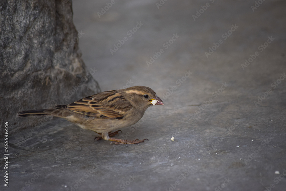 Asian Sparrow birds feeding on land earth wild life animal house finches close up Asian Sparrow birds feeding on land earth wild life animal house finches close up