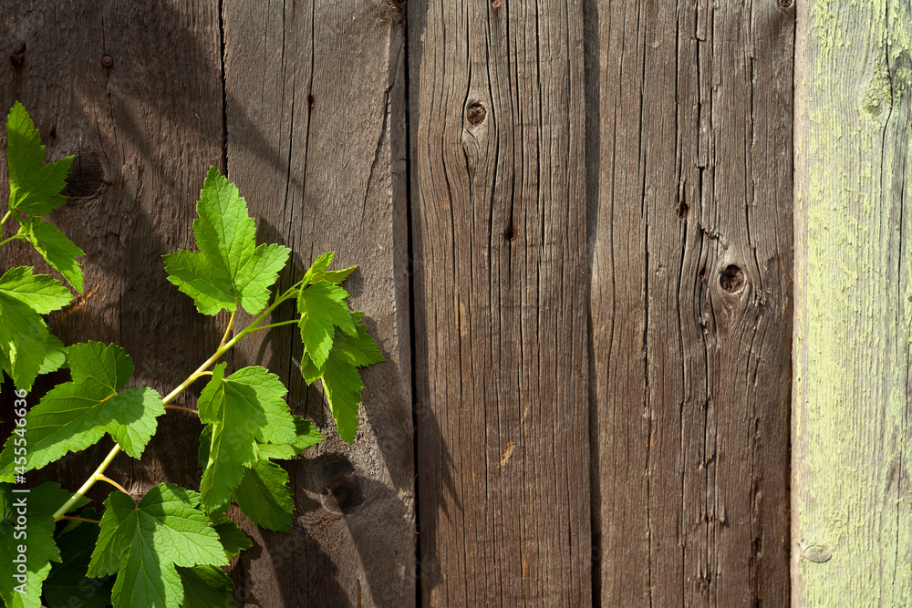 Green leaves on wooden planks background Green leaves on wooden planks background