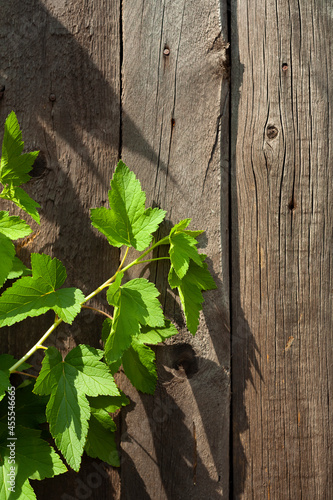 Green leaves on wooden planks background