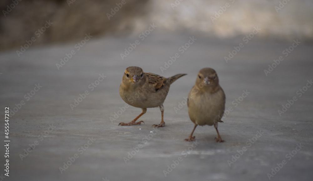 Asian Sparrow birds feeding on land earth wild life animal house finches close up Asian Sparrow birds feeding on land earth wild life animal house finches close up