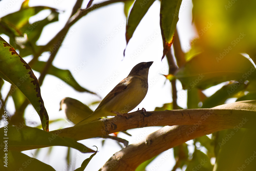 Sparrow Asian Bird On fruit tree outdoors wild life animal common house