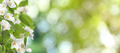 Beautiful white flowers of jasmine plant outdoors on sunny day, banner design. Bokeh effect © New Africa